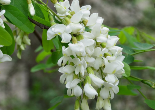 槐花怎么保存最好,鲜槐花怎么保存槐花的保存方法需要在开水里面弄一...图6