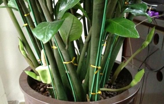 金钱树在家养可以吗,听说金钱树有毒是真的吗