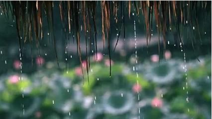梅雨季节是什么时候,长江中下游的梅雨季节是什么时候?图3