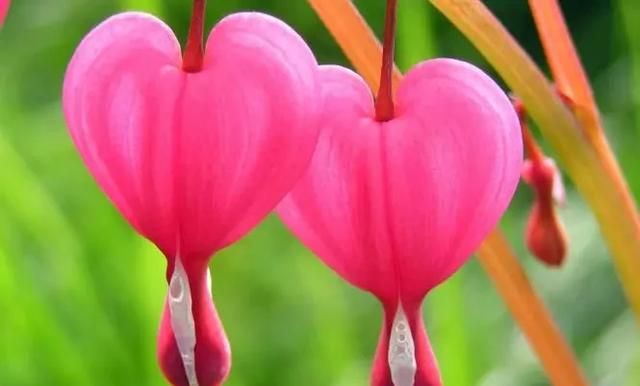 在人的五官中哪个器官最怕冷,人体衰老前什么器官最敏感?是从关节软骨最先开始的吗?图5