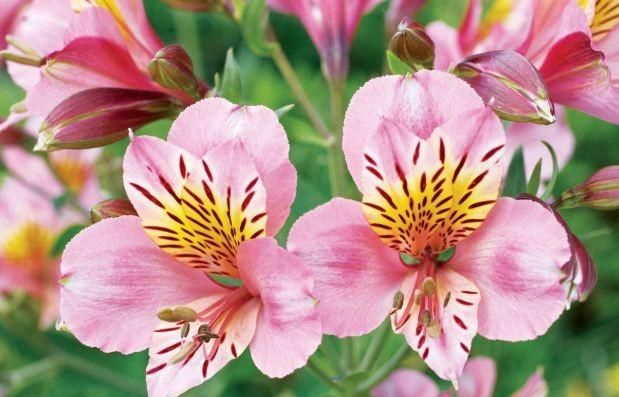 在人的五官中哪个器官最怕冷,人体衰老前什么器官最敏感?是从关节软骨最先开始的吗?图8