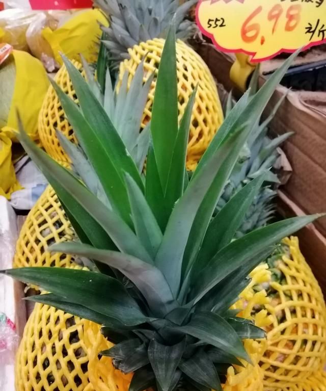 凤梨是菠萝吗,凤梨不是菠萝吗?图5