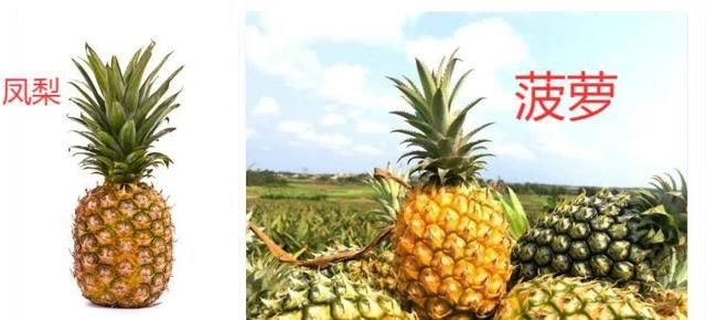 凤梨是菠萝吗,凤梨不是菠萝吗?图11