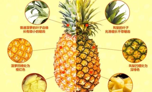 凤梨是菠萝吗,凤梨不是菠萝吗?图16