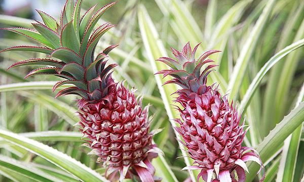 凤梨是菠萝吗,凤梨不是菠萝吗?图9