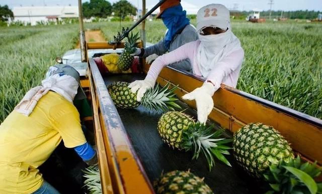 凤梨是菠萝吗,凤梨不是菠萝吗?图6