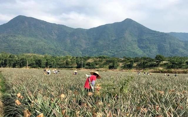 凤梨是菠萝吗,凤梨不是菠萝吗?图8