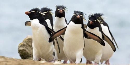 蝙蝠鸡蝴蝶企鹅猫头鹰它们都是鸟类吗为什么