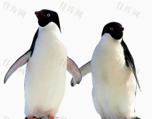 蝙蝠、公鸡、蝴蝶、企鹅、猫头鹰是鸟类吗为什么