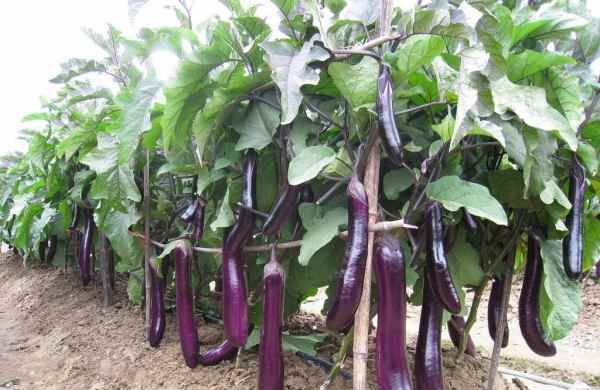 鑼勫瓙鎬庝箞闃叉鍙橀粦,鑼勫瓙鍓婄毊鍚庡彂榛戣繕鑳藉悆鍚楀浘3