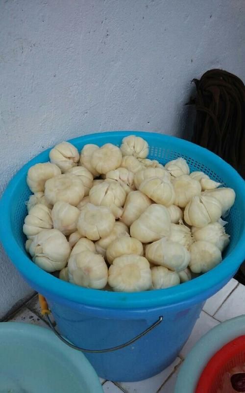 腊八蒜为什么有很多气泡