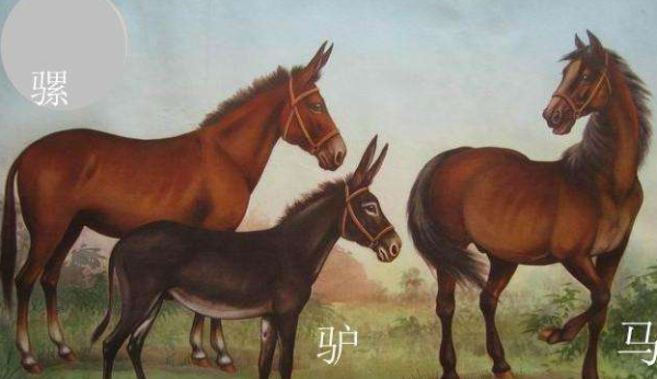 骡子和马的区别,骡子与马的区别图片图3
