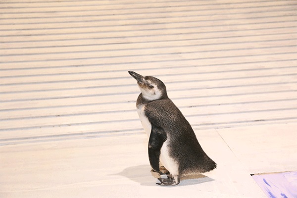 爱琴海旅游团报价(爱琴海旅游团)-第1张图片-