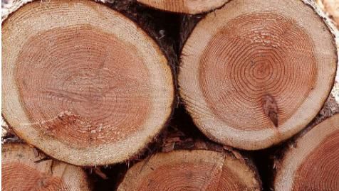 树的年轮较密的地方向着什么面,树的年轮较密的向着面,较疏的向着什么面?图2