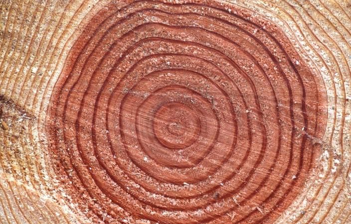 树的年轮较密的向着面,较疏的向着什么面