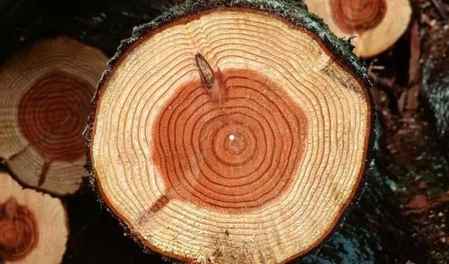 树的年轮较密的地方向着什么面,树的年轮较密的向着面,较疏的向着什么面?图3