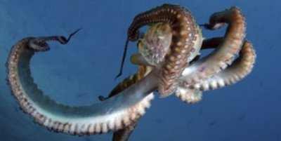 ​章鱼的血是什么颜色，冷血动物的血是什么颜色？