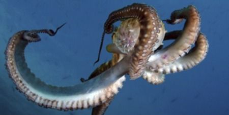 冷血动物的血是什么颜色