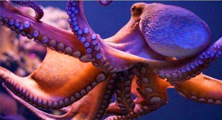 乌贼的血是什么颜色的