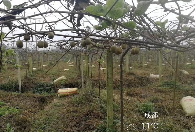 水果品种,水果有哪些品种?图2