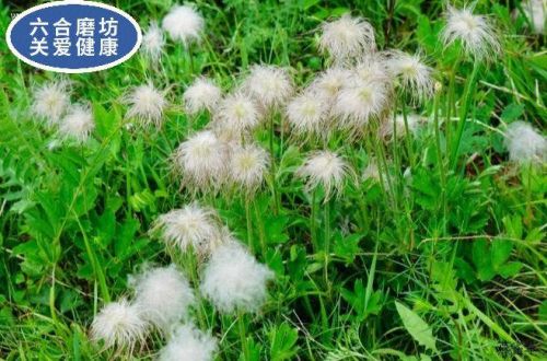 白头翁的功效与作用主要治什么病?白头翁的功效与作用点-第1张图片-