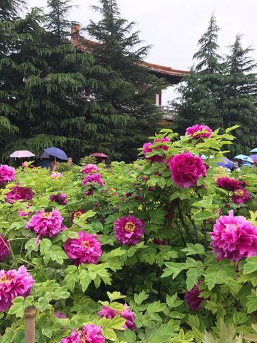 河南洛阳牡丹节什么时间举行?河南洛阳牡丹节几月几号-第1张图片-