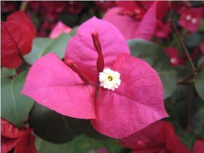 三角梅的种植方法三角梅怎么种植(三角梅怎么种)