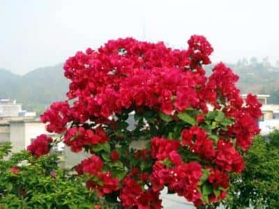 三角梅的种植方法三角梅怎么种植(三角梅怎么种)