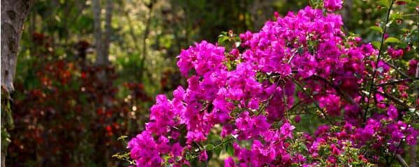 三角梅的种植方法三角梅怎么种植(三角梅怎么种)