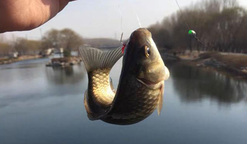 野塘钓鲫鱼用什么饵料(用什么钓鲫鱼才钓得多)