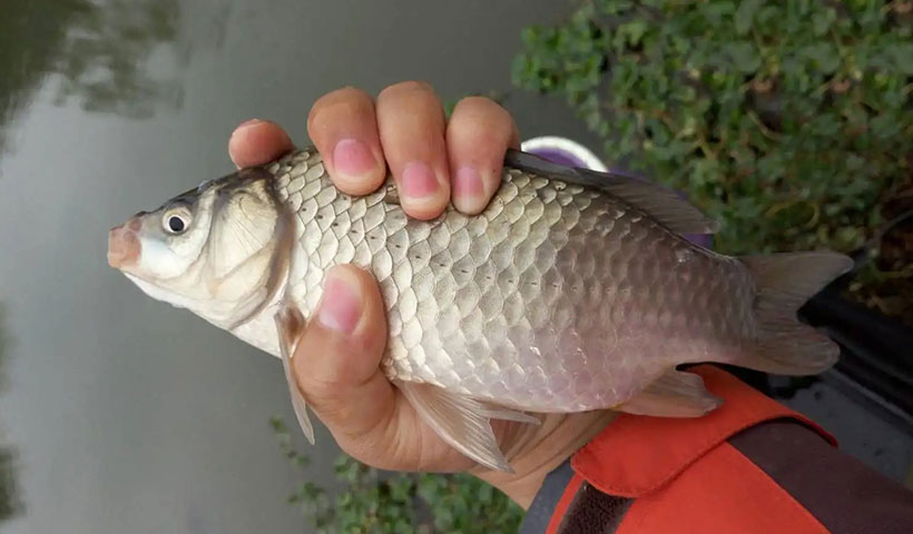野塘钓鲫鱼用什么饵料(用什么钓鲫鱼才钓得多)