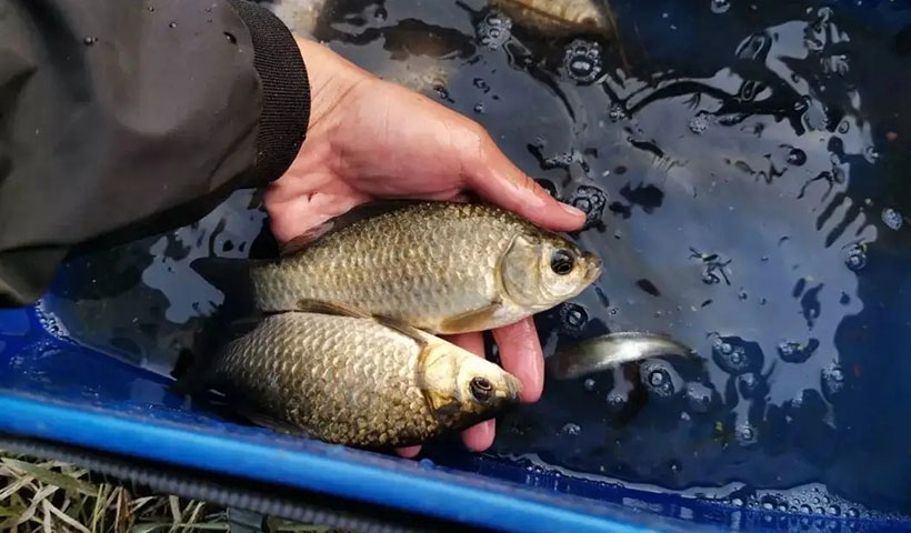 野塘钓鲫鱼用什么饵料(用什么钓鲫鱼才钓得多)