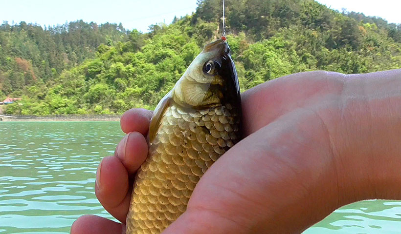 野塘钓鲫鱼用什么饵料(用什么钓鲫鱼才钓得多)