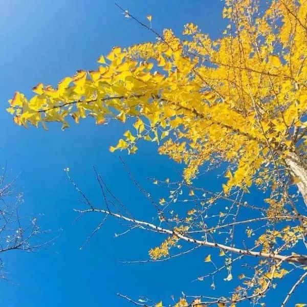 和田玉的八大功效(和田玉的功效与作用)