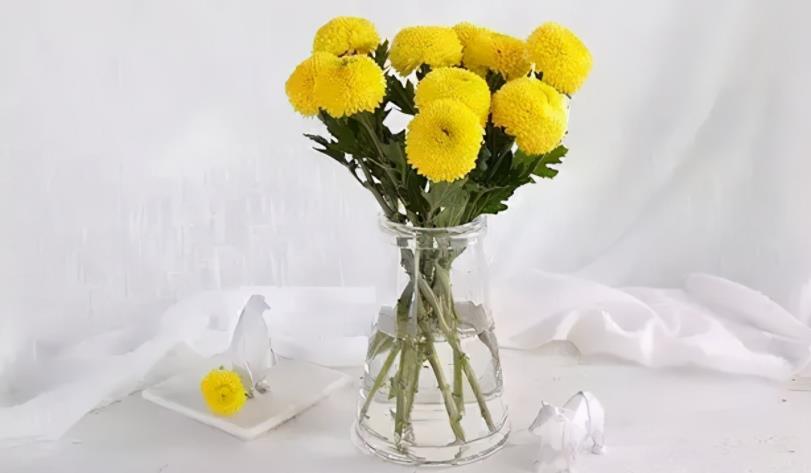 乒乓菊的养殖方法和注意事项 花百科(乒乓菊怎么养才好看图片)