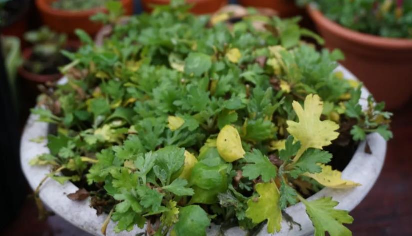 乒乓菊的养殖方法和注意事项 花百科(乒乓菊怎么养才好看图片)