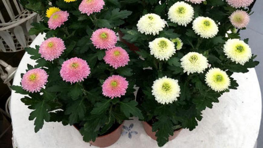 乒乓菊的养殖方法和注意事项 花百科(乒乓菊怎么养才好看图片)