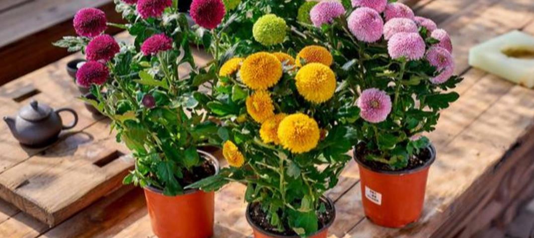 乒乓菊的养殖方法和注意事项 花百科(乒乓菊怎么养才好看图片)