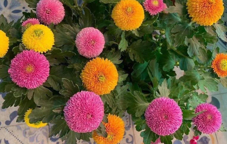 乒乓菊的养殖方法和注意事项 花百科(乒乓菊怎么养才好看图片)
