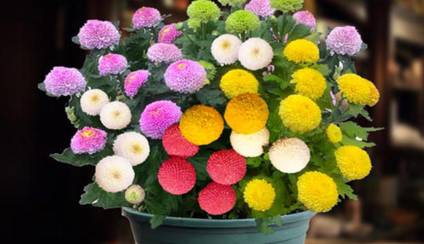 乒乓菊的养殖方法和注意事项 花百科(乒乓菊怎么养才好看图片)