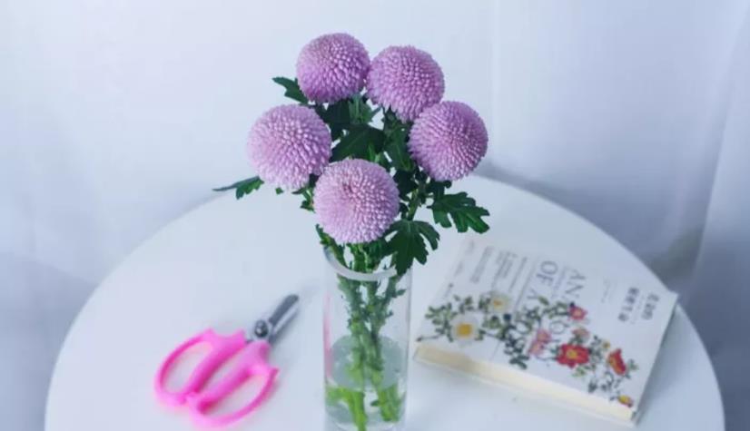 乒乓菊的养殖方法和注意事项 花百科(乒乓菊怎么养才好看图片)