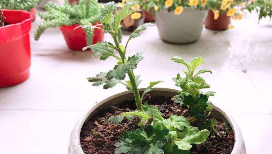 乒乓菊的养殖方法和注意事项 花百科(乒乓菊怎么养才好看图片)