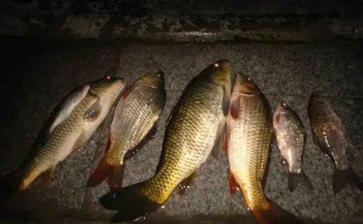 晚春夜钓几点来口(晚上钓鱼的最佳时间是什么时候)