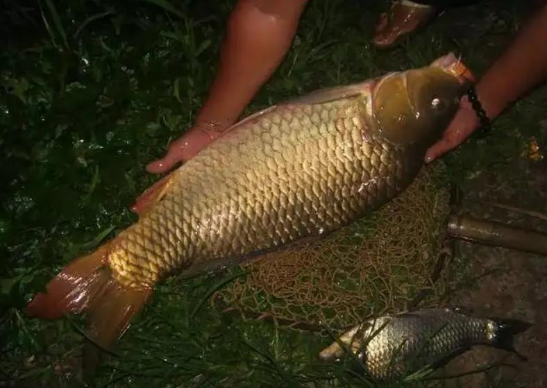 晚春夜钓几点来口(晚上钓鱼的最佳时间是什么时候)