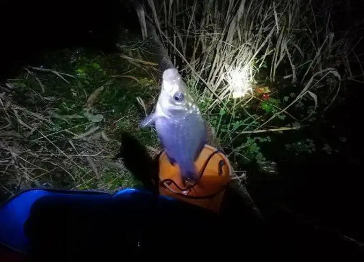 晚春夜钓几点来口(晚上钓鱼的最佳时间是什么时候)