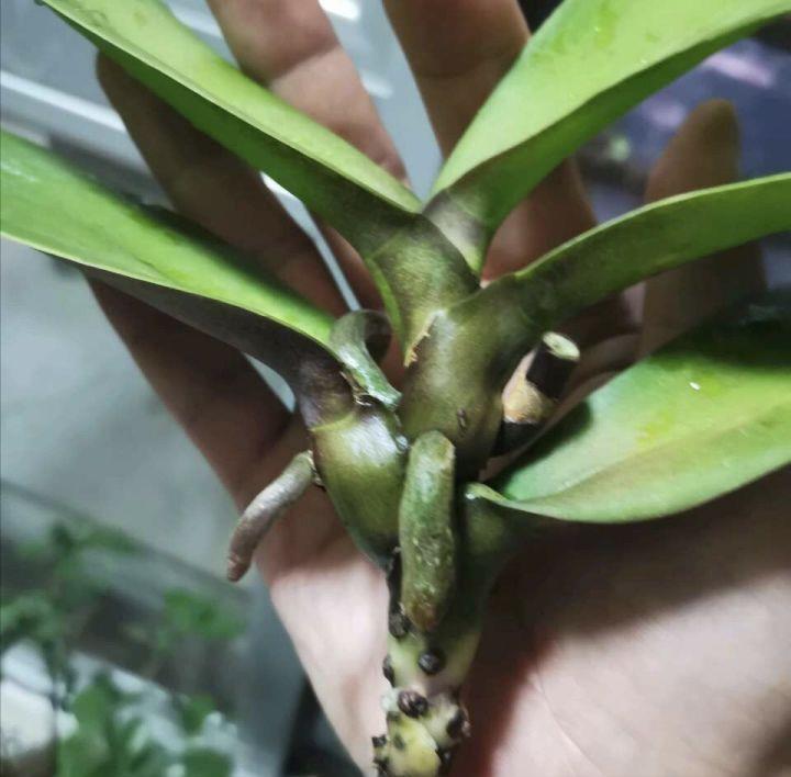 蝴蝶兰没根了还能活吗(蝴蝶兰烂根怎么让它快速生根)