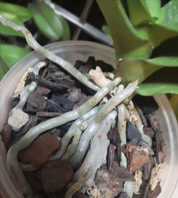 蝴蝶兰没根了还能活吗(蝴蝶兰烂根怎么让它快速生根)