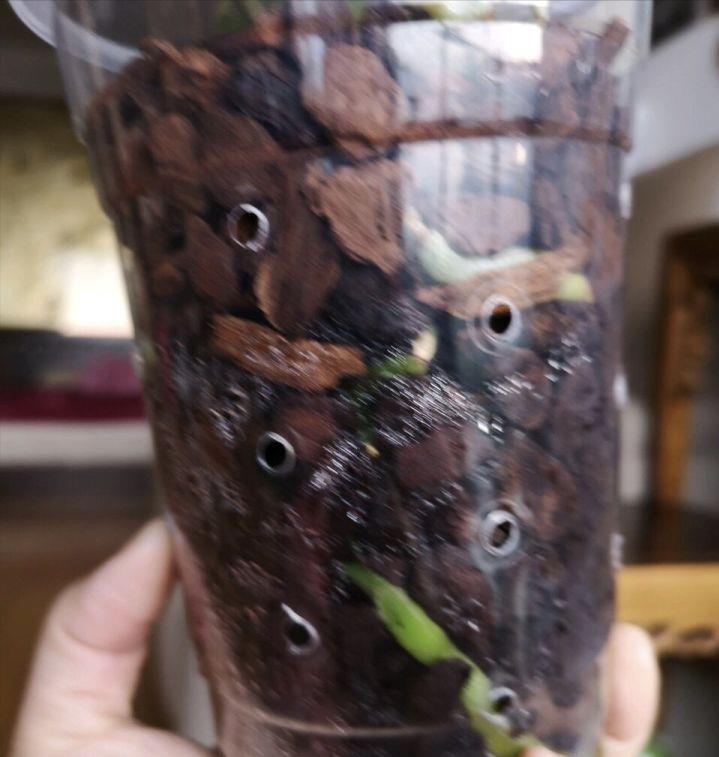 蝴蝶兰没根了还能活吗(蝴蝶兰烂根怎么让它快速生根)