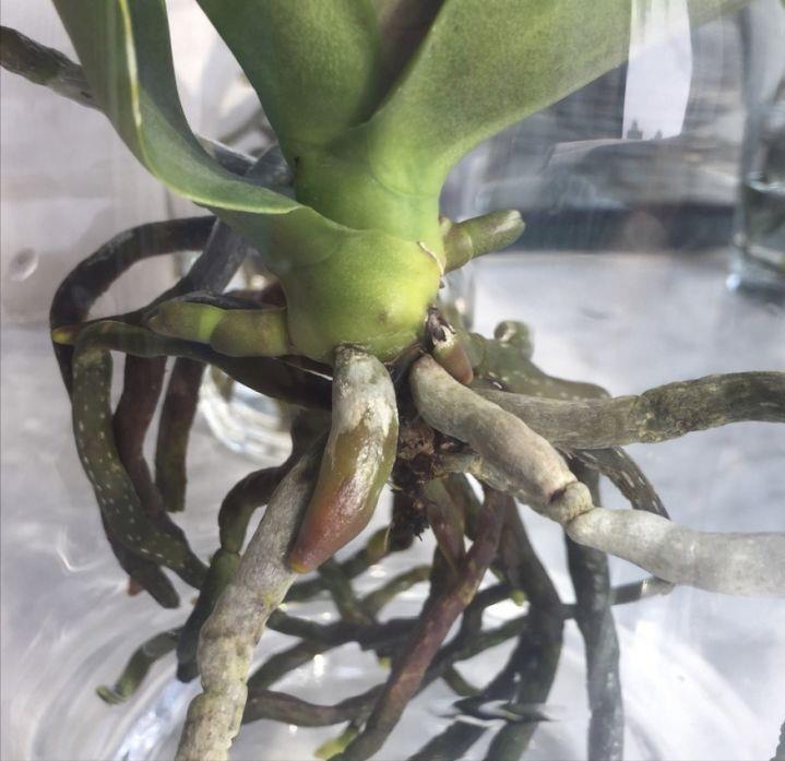 蝴蝶兰没根了还能活吗(蝴蝶兰烂根怎么让它快速生根)