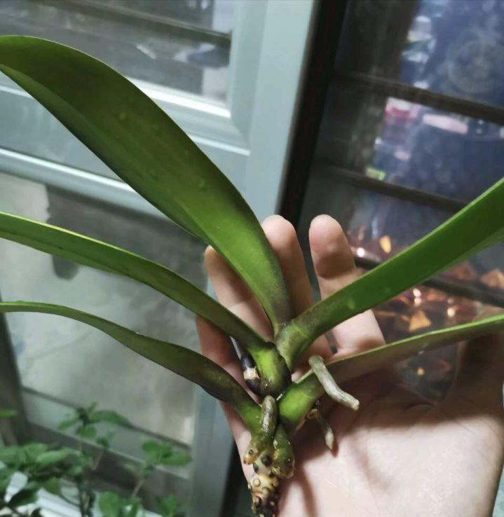 蝴蝶兰没根了还能活吗(蝴蝶兰烂根怎么让它快速生根)